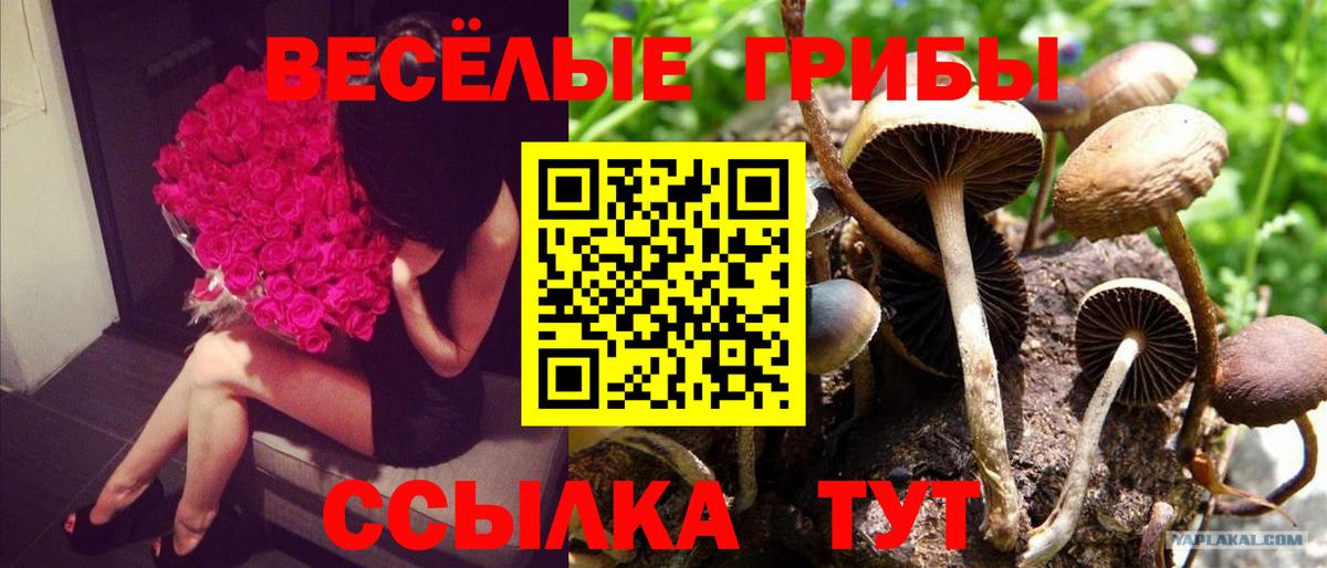 купить наркотики сайты  Вход с VPN  Кандалакша  Галлюциногенные грибы MAGIC MUSHROOMS 